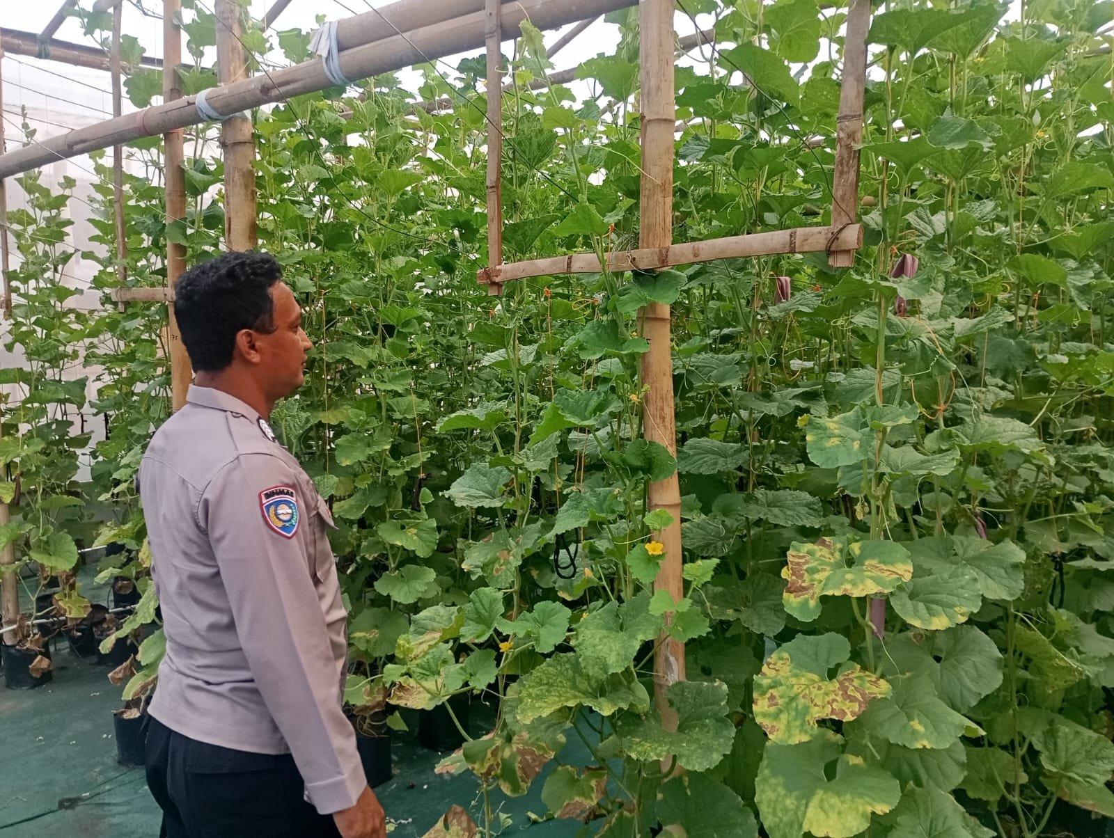 Sinergi Kamtibmas dan Ketahanan Pangan, Bhabinkamtibmas Polsek Duduksampeyan Dampingi Petani Melon di Desa Sumengko