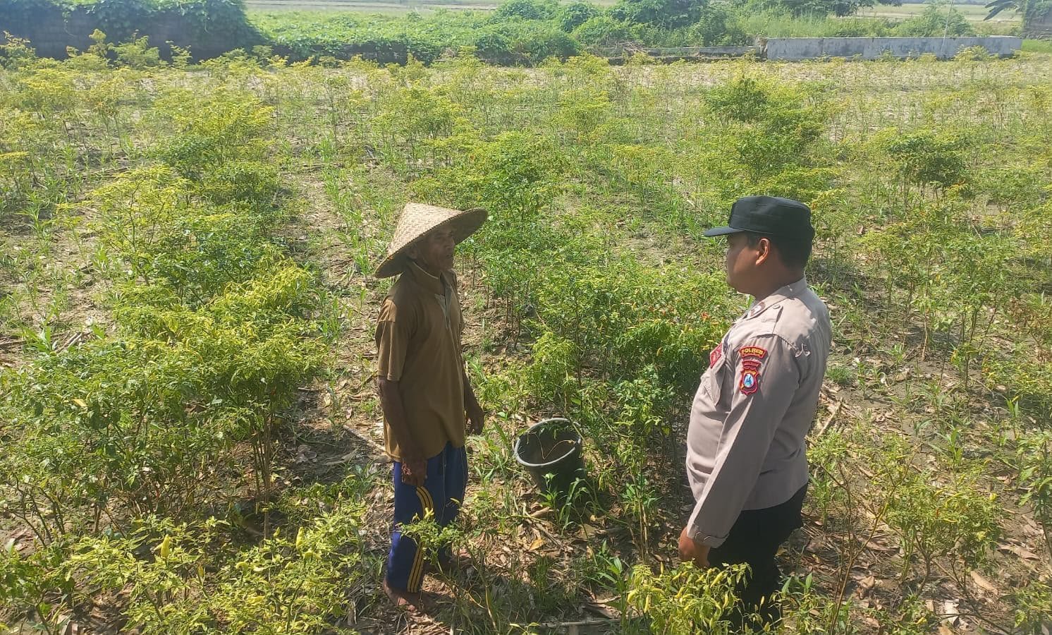 Bhabinkamtibmas Sumbergede Turun Langsung Pantau Perkembangan Tanaman Cabe