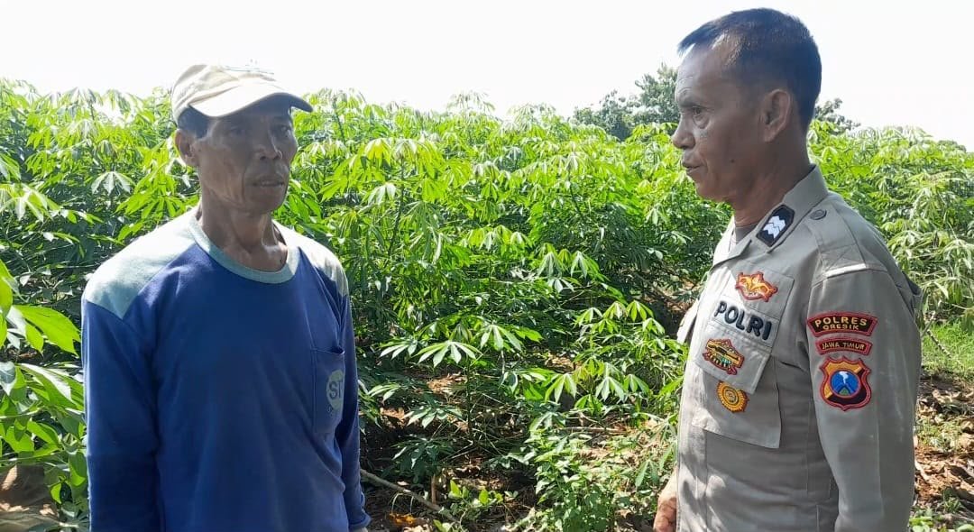 Dukung Program Ketahanan Pangan, Polsek Ujungpangkah Turut Tanam Singkong