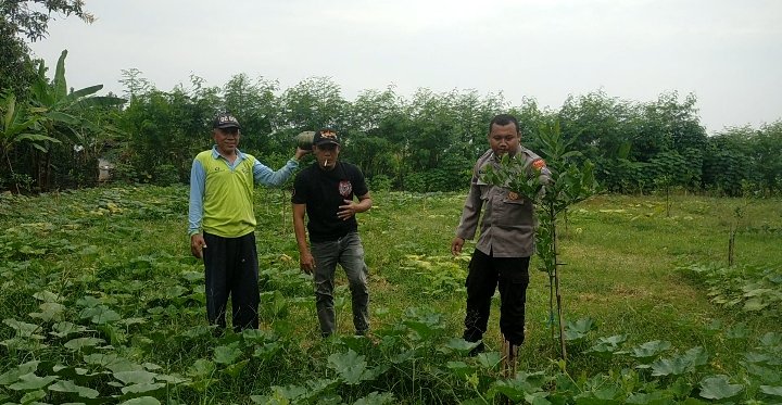 Sinergi Polsek Dukun dan Petani Gresik: Monitoring Tanaman Labu demi Ketahanan Pangan