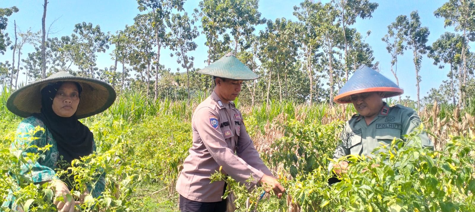 ​Turun ke Sawah, Kapolsek Panceng Beri Motivasi Petani Cabai di Desa Prupuh