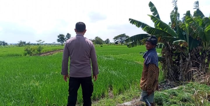 Polri Dukung Ketahanan Pangan, Personel Polres Gresik Monitoring Tanaman Padi di Balongpanggang