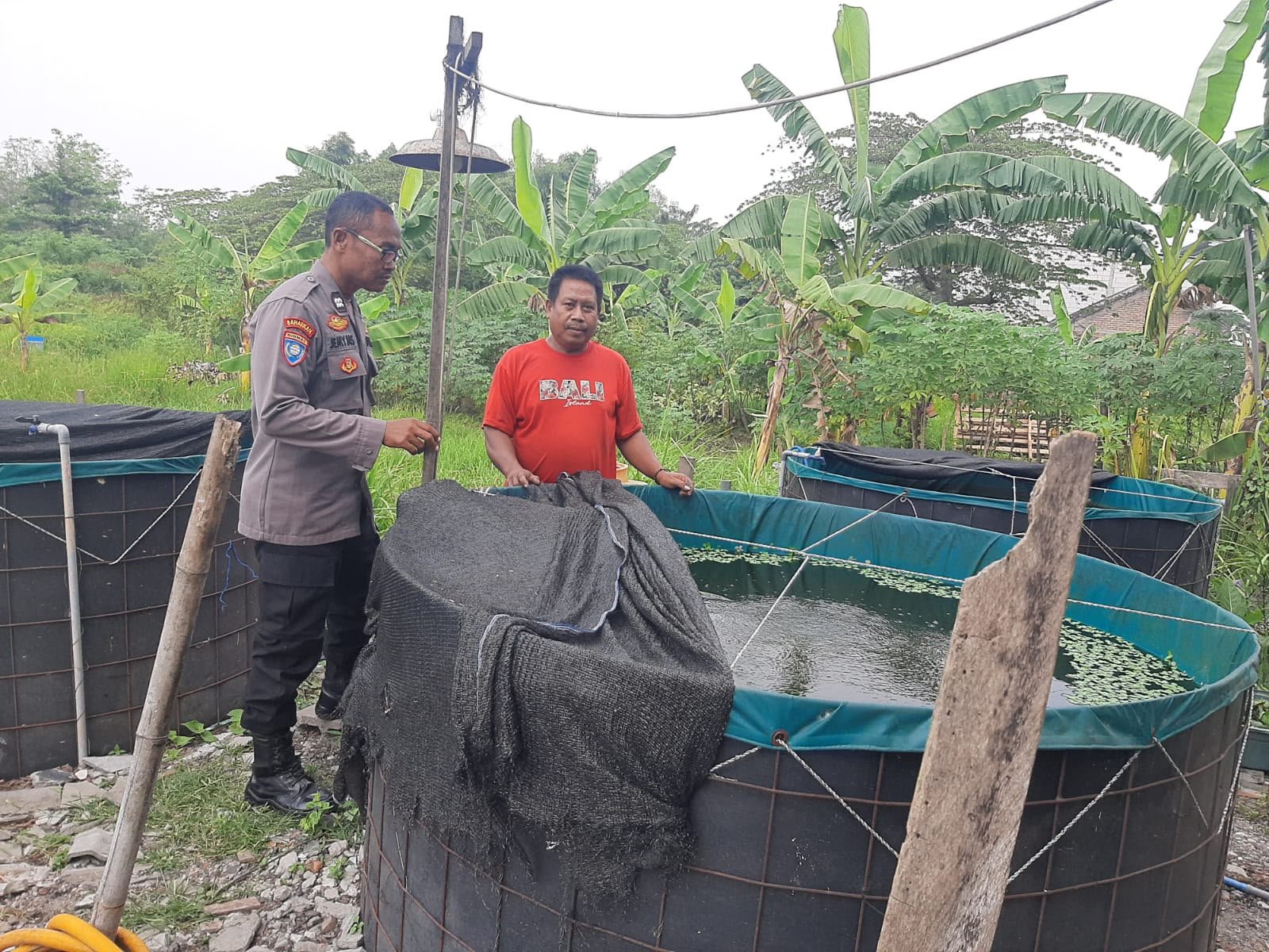 Dukung Ketahanan Pangan, Polisi Dan Petani Budidaya Lele di Desa Kembangan