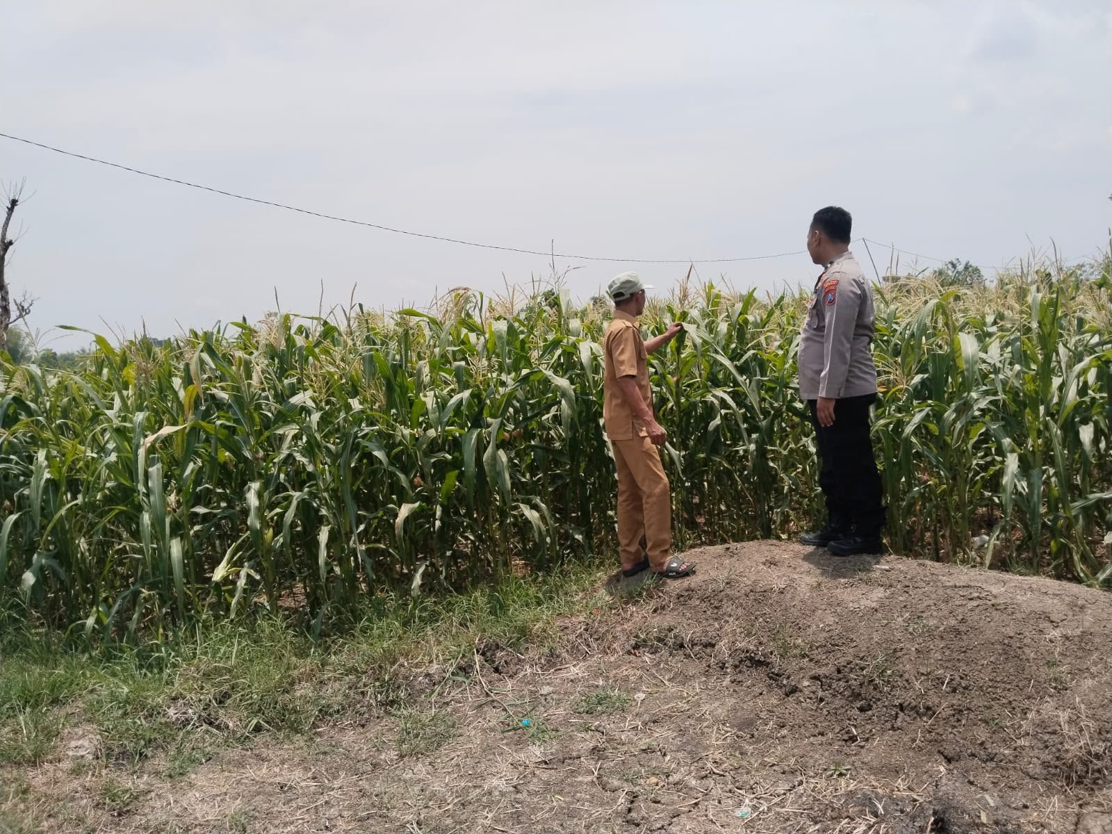 Polres Gresik Perkuat Ketahanan Pangan Melalui Monitoring Tanaman Jagung di Benjeng