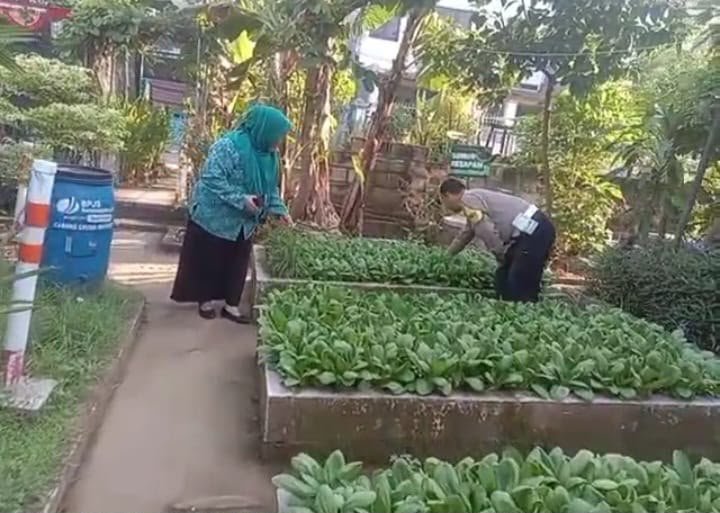 Dukung Swasembada Pangan, Jajaran Polres Gresik Monitoring Tanaman Sawi di Driyorejo