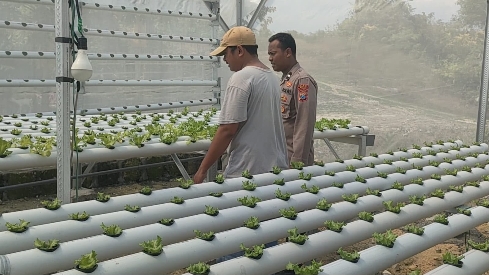 Kapolsek Sidayu Monitoring Tanaman Selada di Sukorejo, Wujud Nyata Dukungan Ketahanan Pangan Nasional