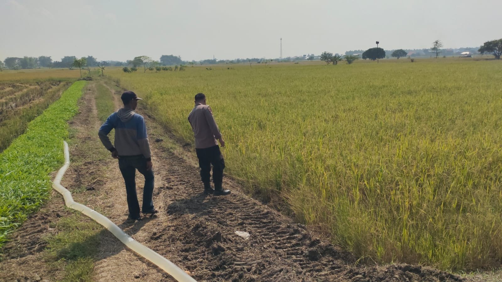 Dukung Swasembada Pangan, Polsek Balongpanggang Pantau Pertumbuhan Padi di Pacuh