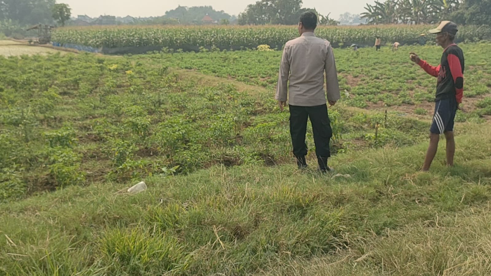 Perkuat Ketahanan Pangan di Gresik, Polsek Sidayu Dampingi Petani Cabai Wadeng