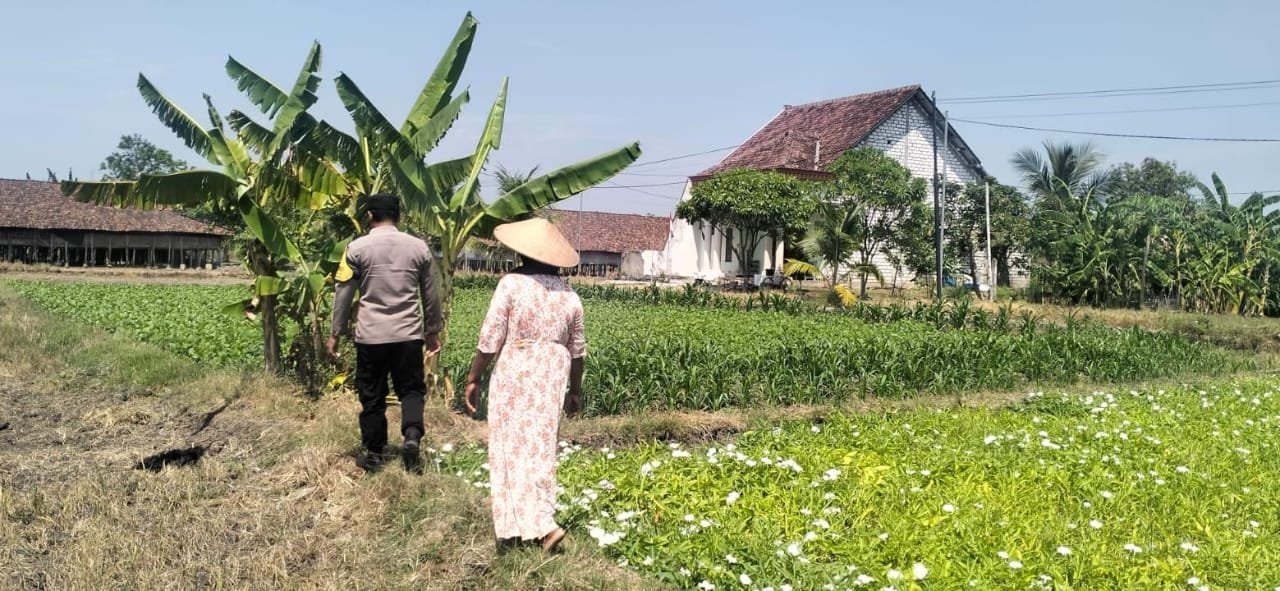 Dukung Ketahanan Pangan, Polsek Benjeng Pantau Budidaya Kangkung di Kalipadang