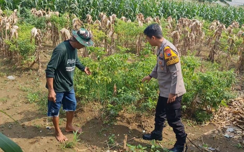 Sinergi Polsek Driyorejo dan Petani Banjaran Guna Dongkrak Hasil Panen Cabai