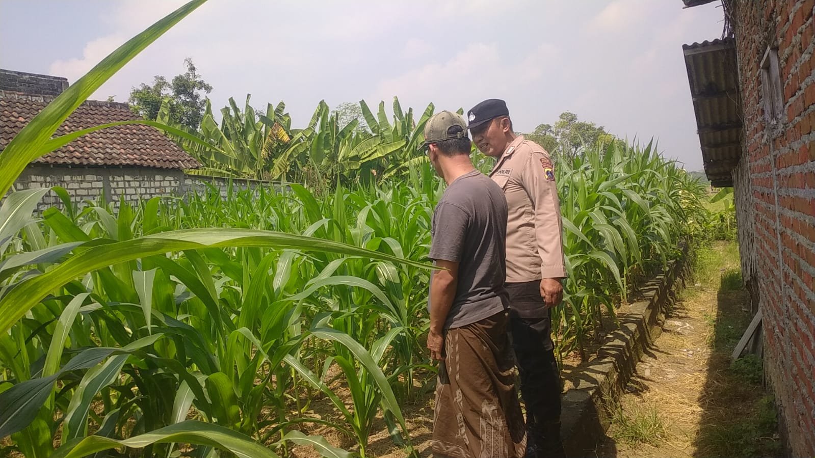 Dukung Swasembada Pangan, Polsek Balongpanggang Cek Tanaman Jagung di Kedungsumber