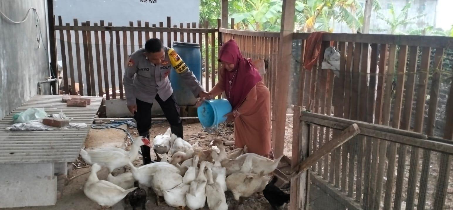 Polsek Benjeng Pantau Peternakan Bebek, Wujud Nyata Dukungan Ketahanan Pangan Nasional