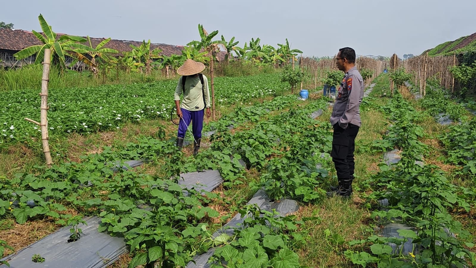 Kawal Ketahanan Pangan Nasional, Polsek Wringinanom Dampingi Petani Timun di Gresik