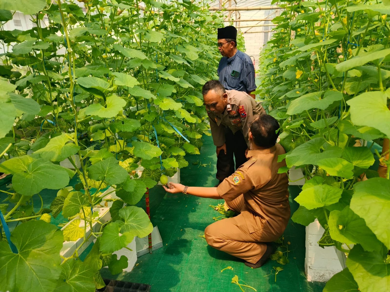 Sinergi Polri dan Petani, Polsek Manyar Pantau Lahan Melon untuk Mendukung Swasembada Pangan Nasional