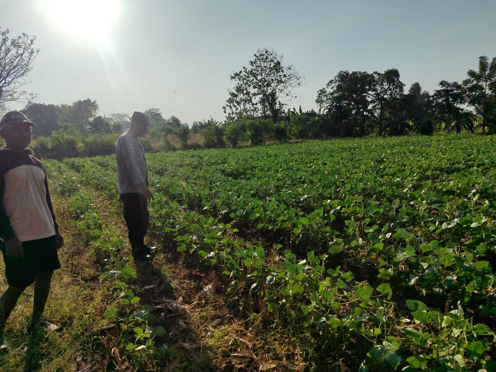 Polsek Bungah Cek Tanaman Kacang Hijau, Dukung Ketahanan Pangan Nasional