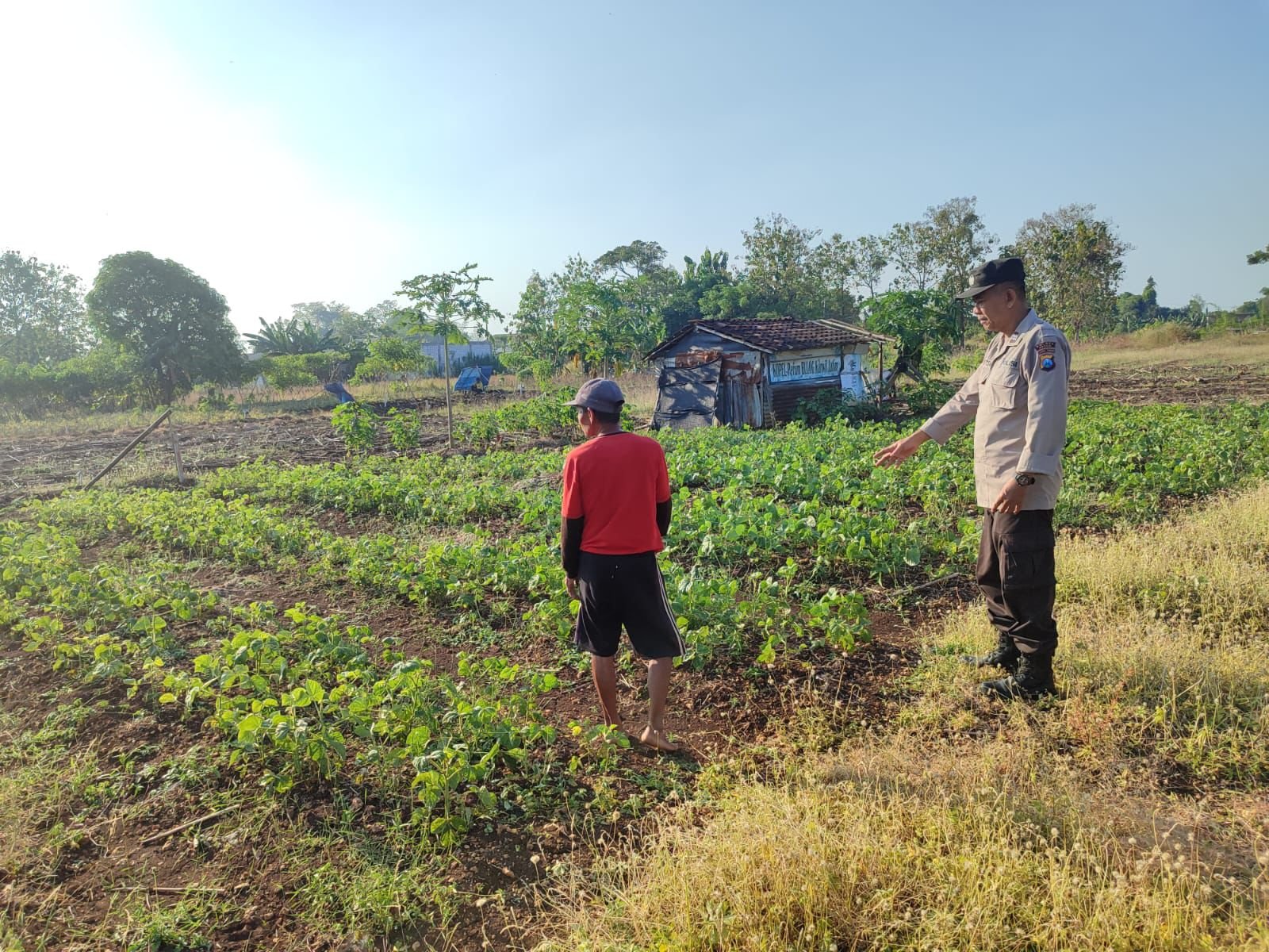 Polsek Bungah Turun ke Sawah, Pastikan Tanaman Kacang Hijau Tumbuh Optimal