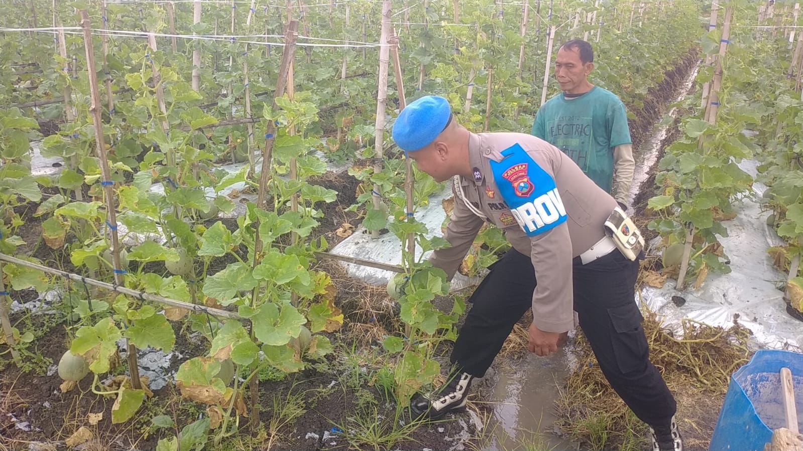 Polri Dampingi Budidaya Melon di Balongpanggang, Perkuat Swasembada Pangan Nasional