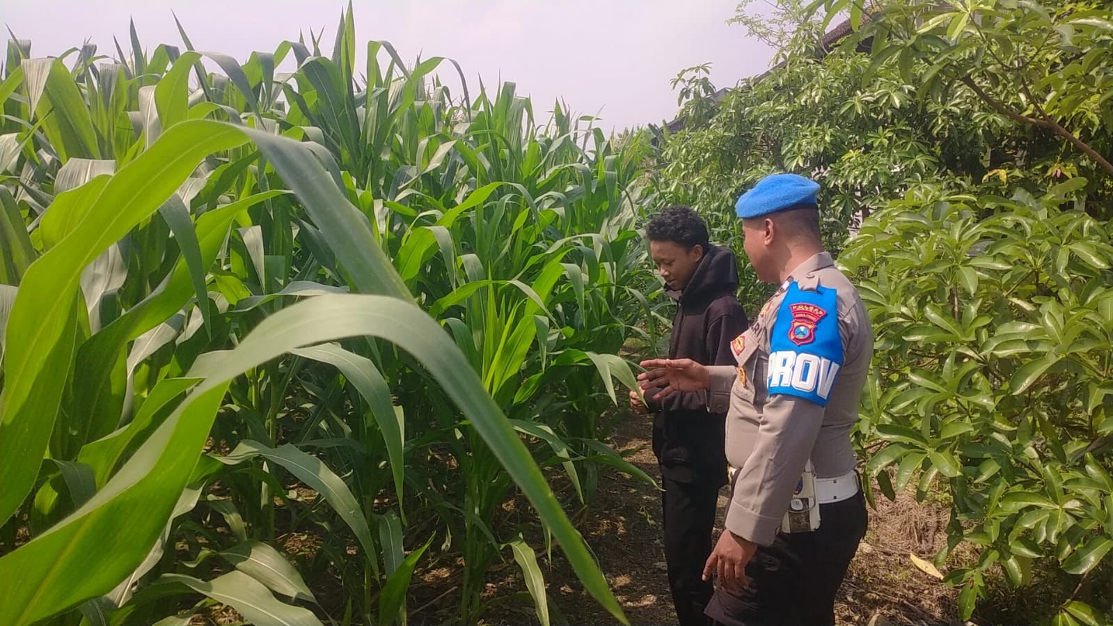 Pastikan Tanaman Jagung Tumbuh Optimal, Polsek Balongpanggang Dukung Swasembada Pangan
