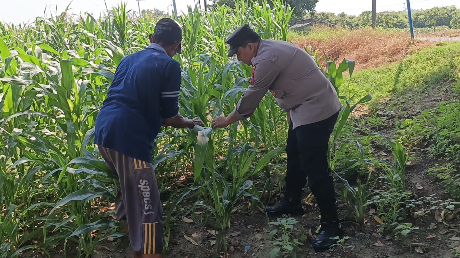 Polsek Wringinanom Kawal Program Swasembada Pangan Lewat Pengecekan Tanaman Jagung