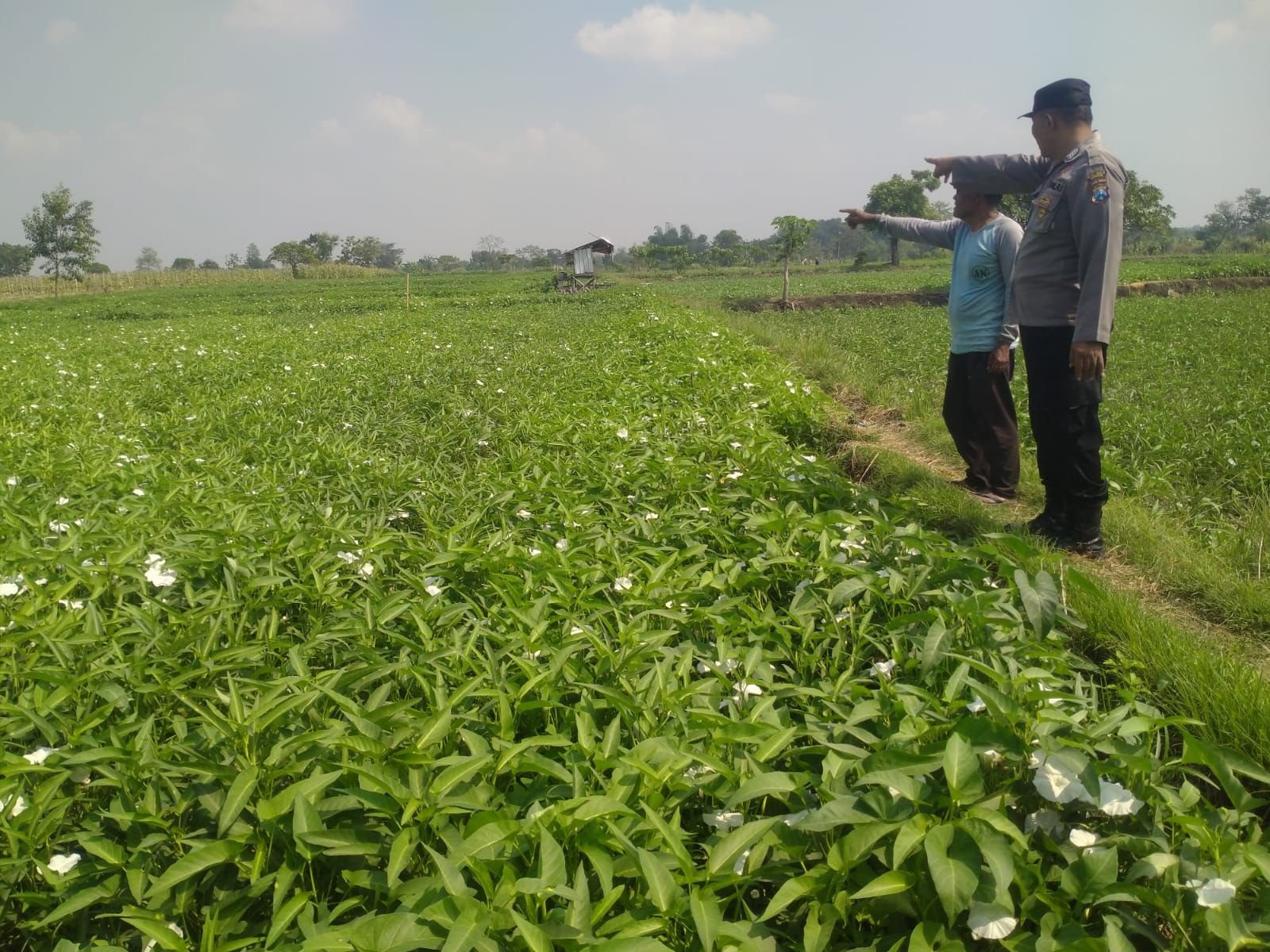 Balongpanggang Cek Budidaya Kangkung di Tanahlandean, Dukung Swasembada Pangan Nasional