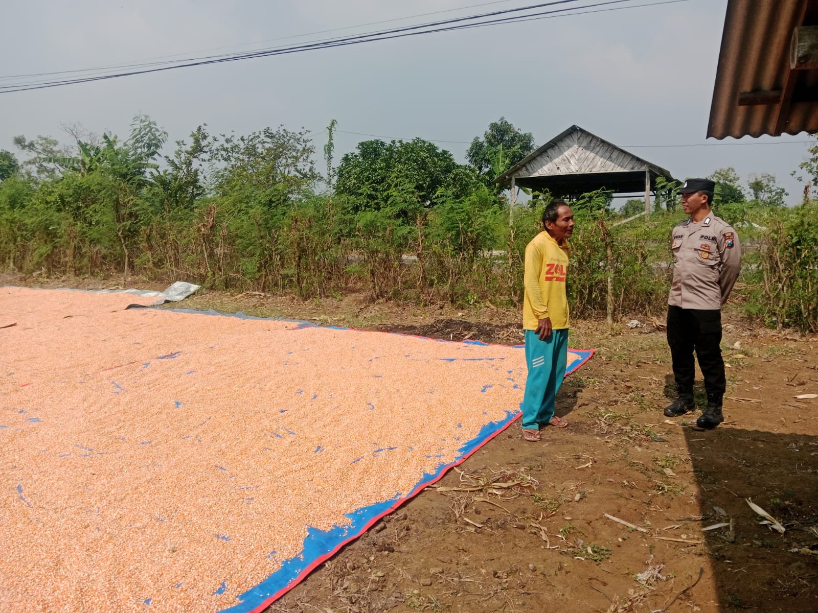 Polri Turun ke Lahan Panen, Polsek Panceng Pastikan Jagung Petani Dukung Swasembada Pangan