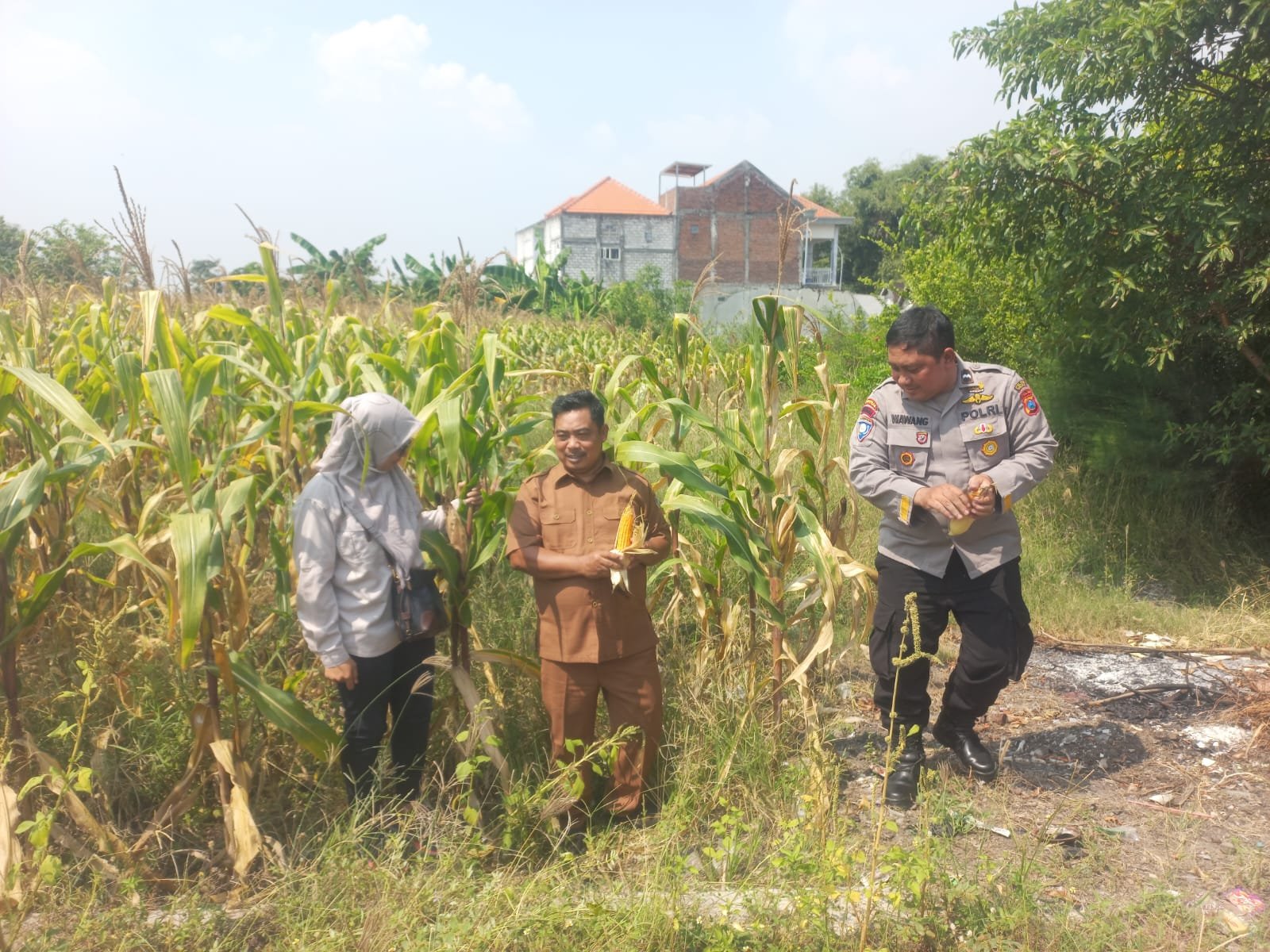 Bhabinkamtibmas Pantau Lahan Jagung di Cerme