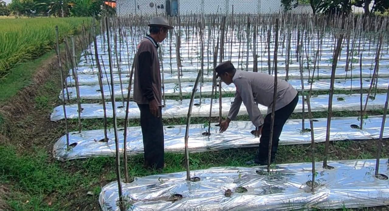 Polsek Sidayu Beri Motivasi dan Monitoring Berkala untuk Petani Tomat Desa Lasem