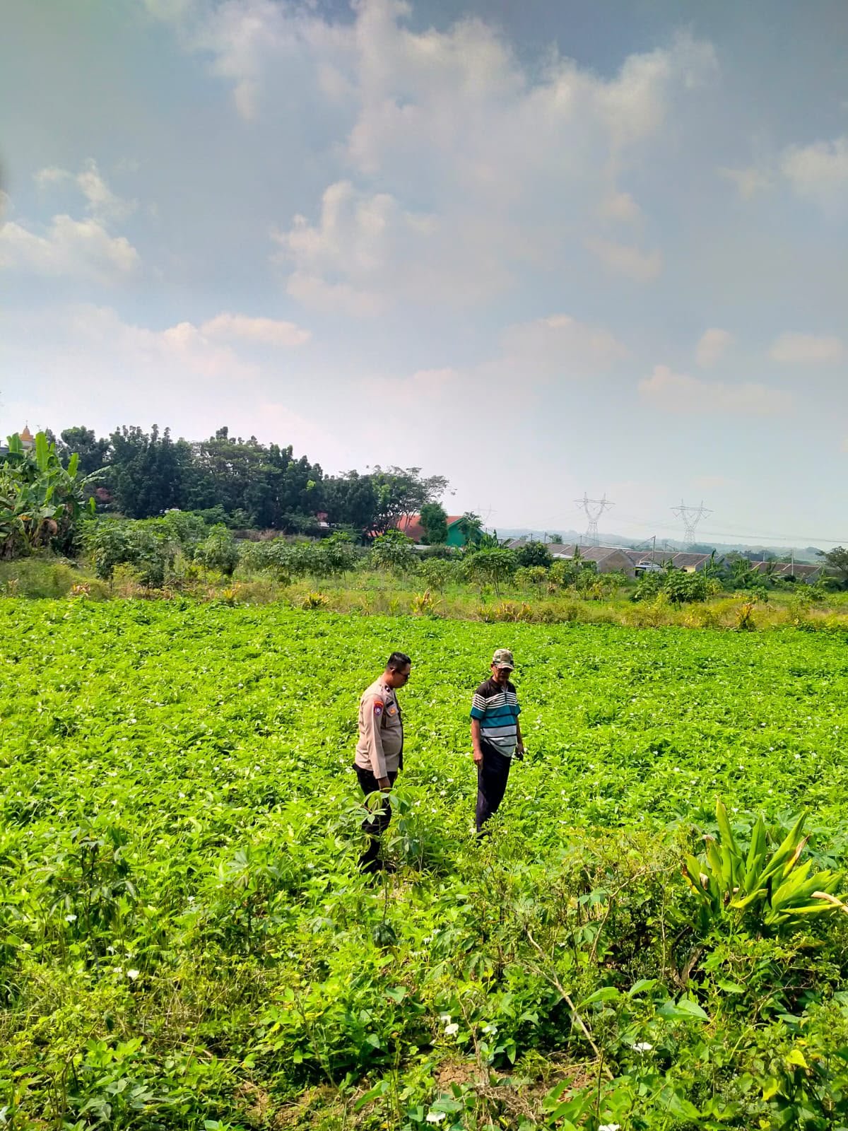 Sokong Ketahanan Pangan, Polres Gresik Cek dan Dampingi Petani Kangkung di Kedamean