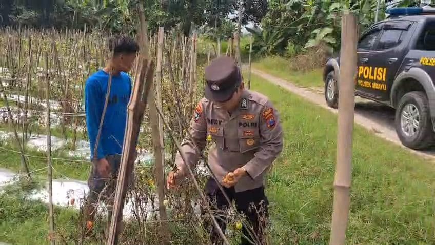 Polres Gresik Kawal Program Ketahanan Pangan, Kapolsek Sidayu Cek Langsung Lahan Tomat di Desa Lasem