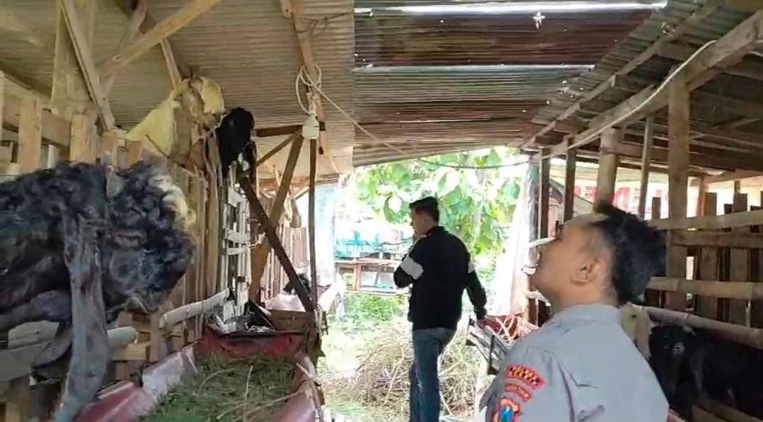 Polsek Benjeng Pantau Peternakan Kambing, Dukung Program Ketahanan Pangan Nasional