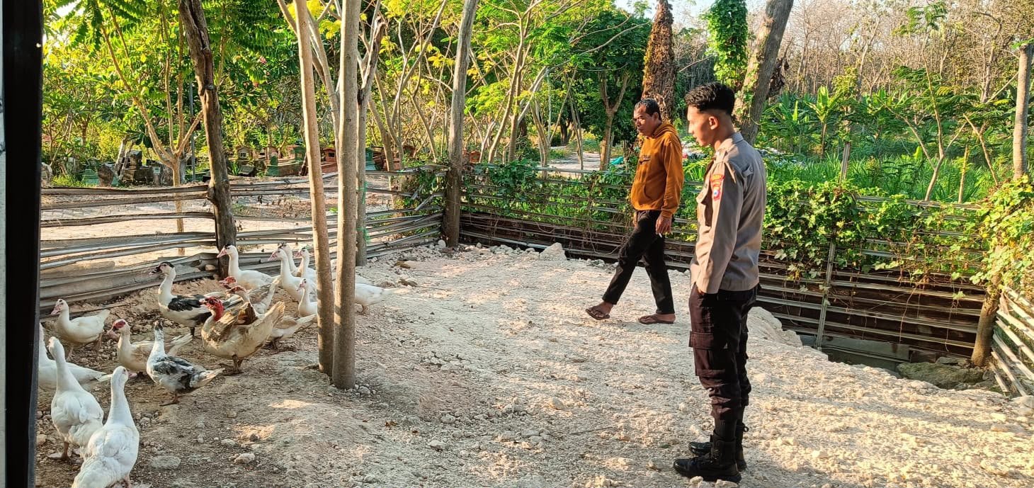 Polri Kawal Ketahanan Pangan, Polres Gresik Monitoring Peternakan Bebek di Panceng Dukung Asta Cita Presiden
