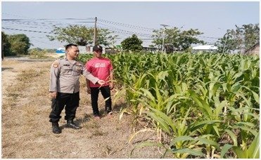 Dukung Swasembada Pangan, Polsek Benjeng Pimpin Pengecekan Tanaman Jagung di Munggugianti