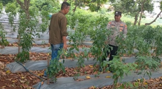 Kapolres Gresik Instruksikan Polsek Sidayu Cek Lahan Cabai, Perkuat Ketahanan Pangan Nasional