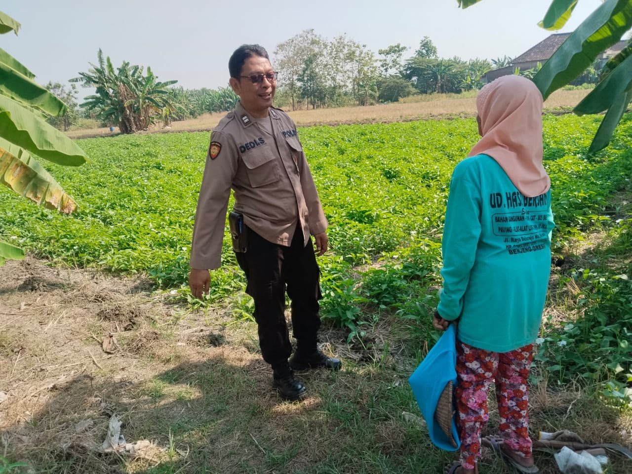 Perkuat Ketahanan Pangan, Polsek Benjeng Pantau Budidaya Kangkung di Kalipadang