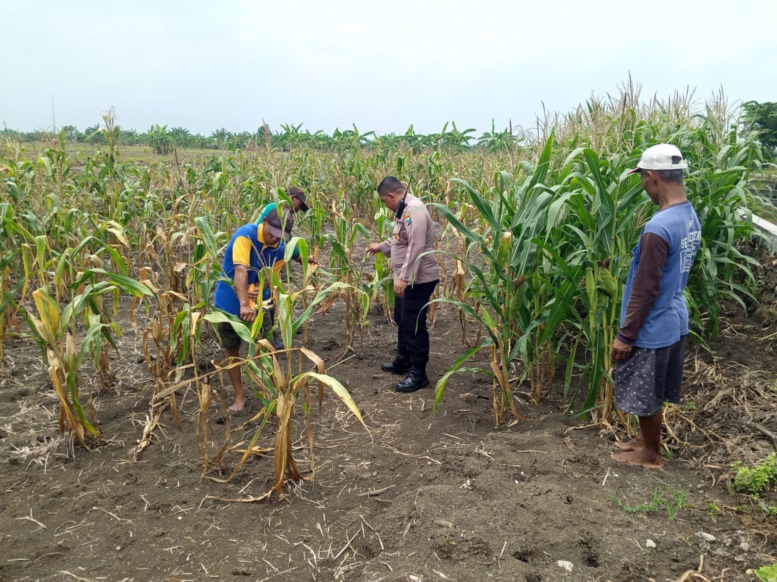 Perkuat Ketahanan Pangan, Polsek Cerme Turun Langsung Tanam Jagung di Desa Sukoanyar