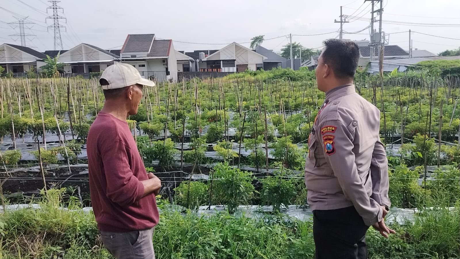 Dukung Program Pemerintah, Polsek Menganti Intensifkan Pemantauan Tanaman Lombok