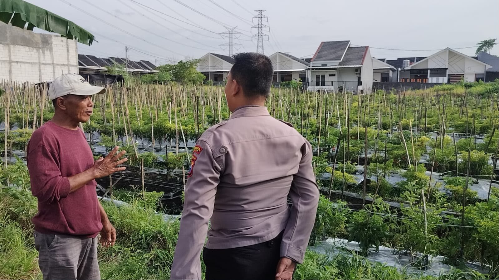 Tanaman Lombok di Bringkang Dipantau, Polsek Menganti Komitmen Kawal Ketahanan Pangan