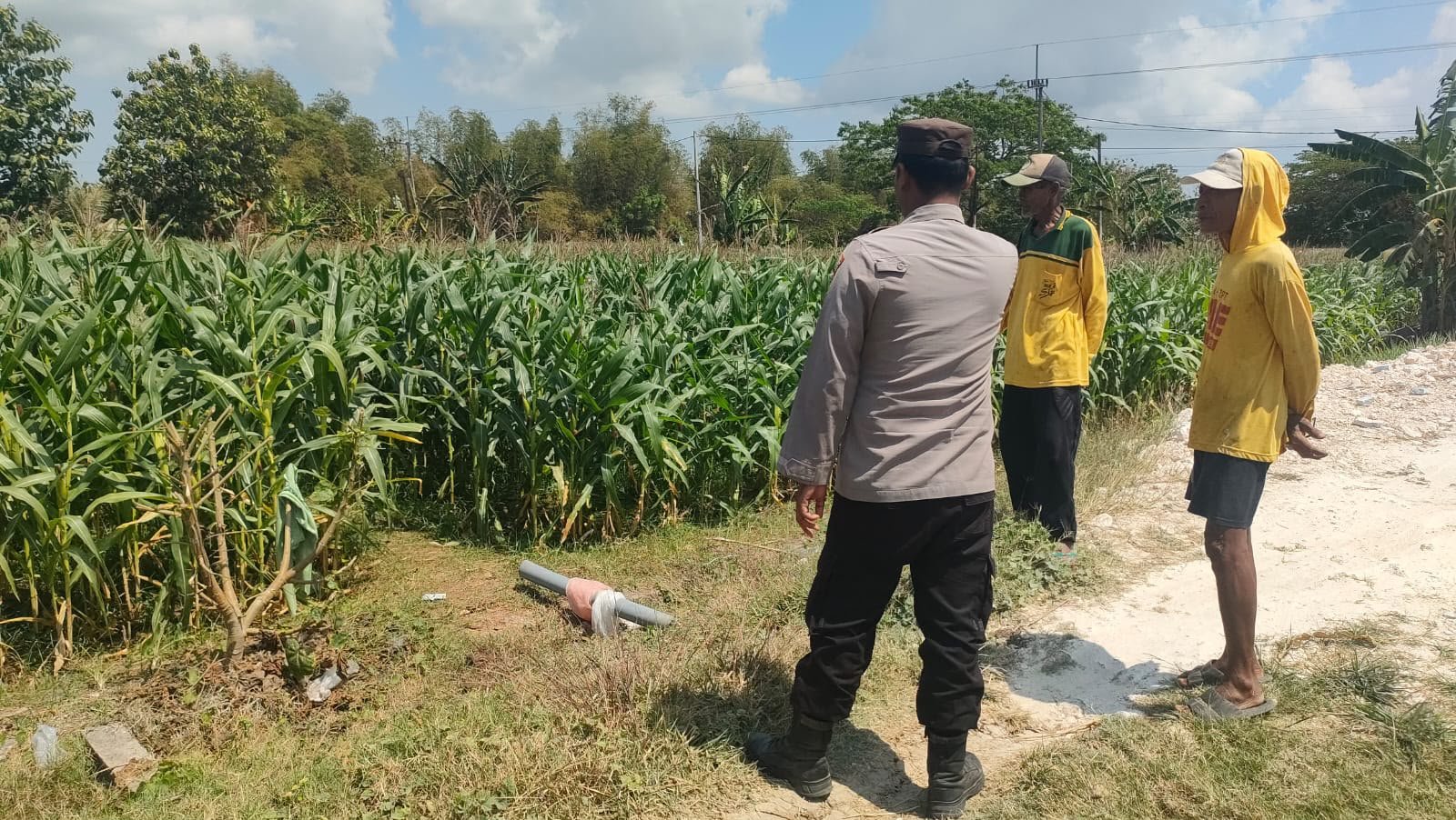 Dukung Swasembada Pangan, Polsek Sidayu Pantau Perkembangan Tanaman Jagung di Wadeng