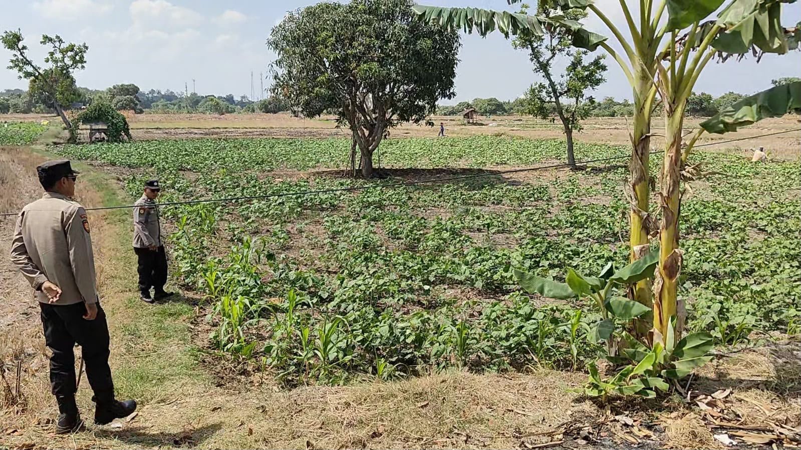 Polsek Panceng Cek Tanaman Kacang Hijau di Desa Wotan, Dukung Ketahanan Pangan Nasional