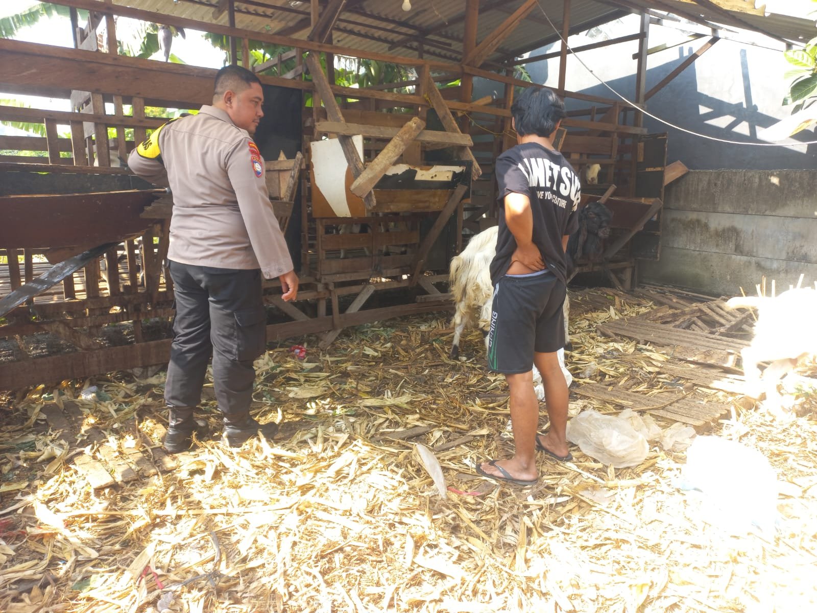 Polsek Cerme Dorong Peternakan Kambing Warga Jadi Penggerak Ketahanan Pangan