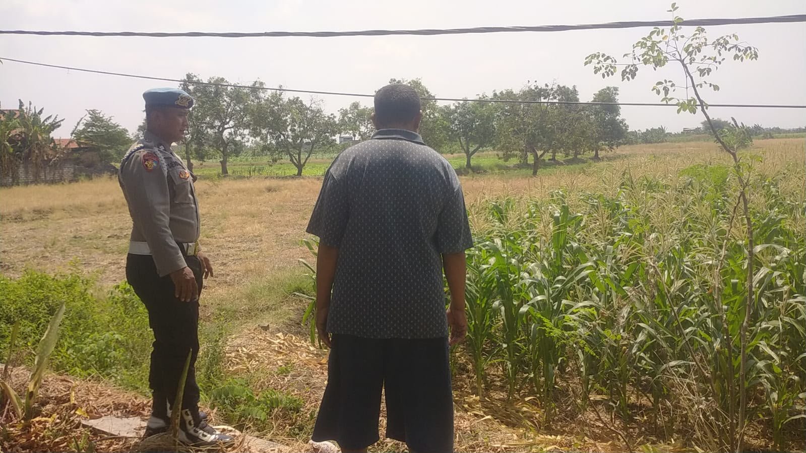 Dukung Swasembada Pangan, Polsek Balongpanggang Monitor Tanaman Jagung di Kedungsumber