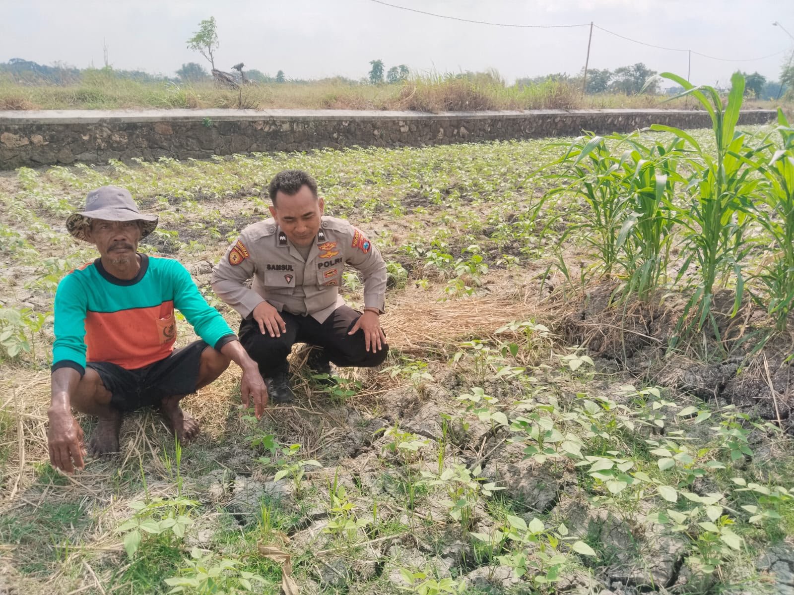 Polsek Benjeng Dorong Pemanfaatan Lahan Produktif Lewat Budidaya Kacang Hijau