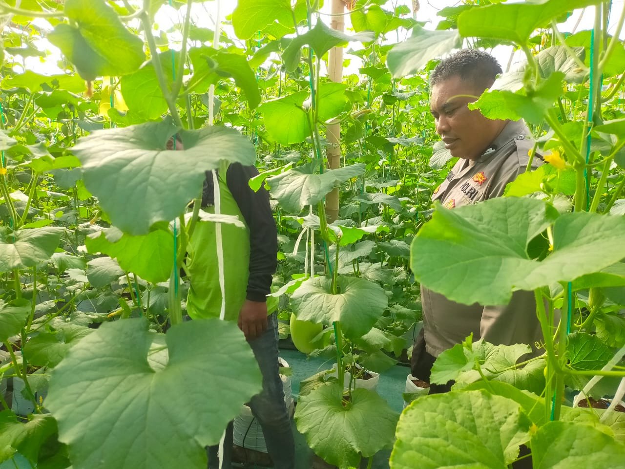 Dukung Swasembada Pangan, Polsek Dukun Pantau Budidaya Melon di Mentaras