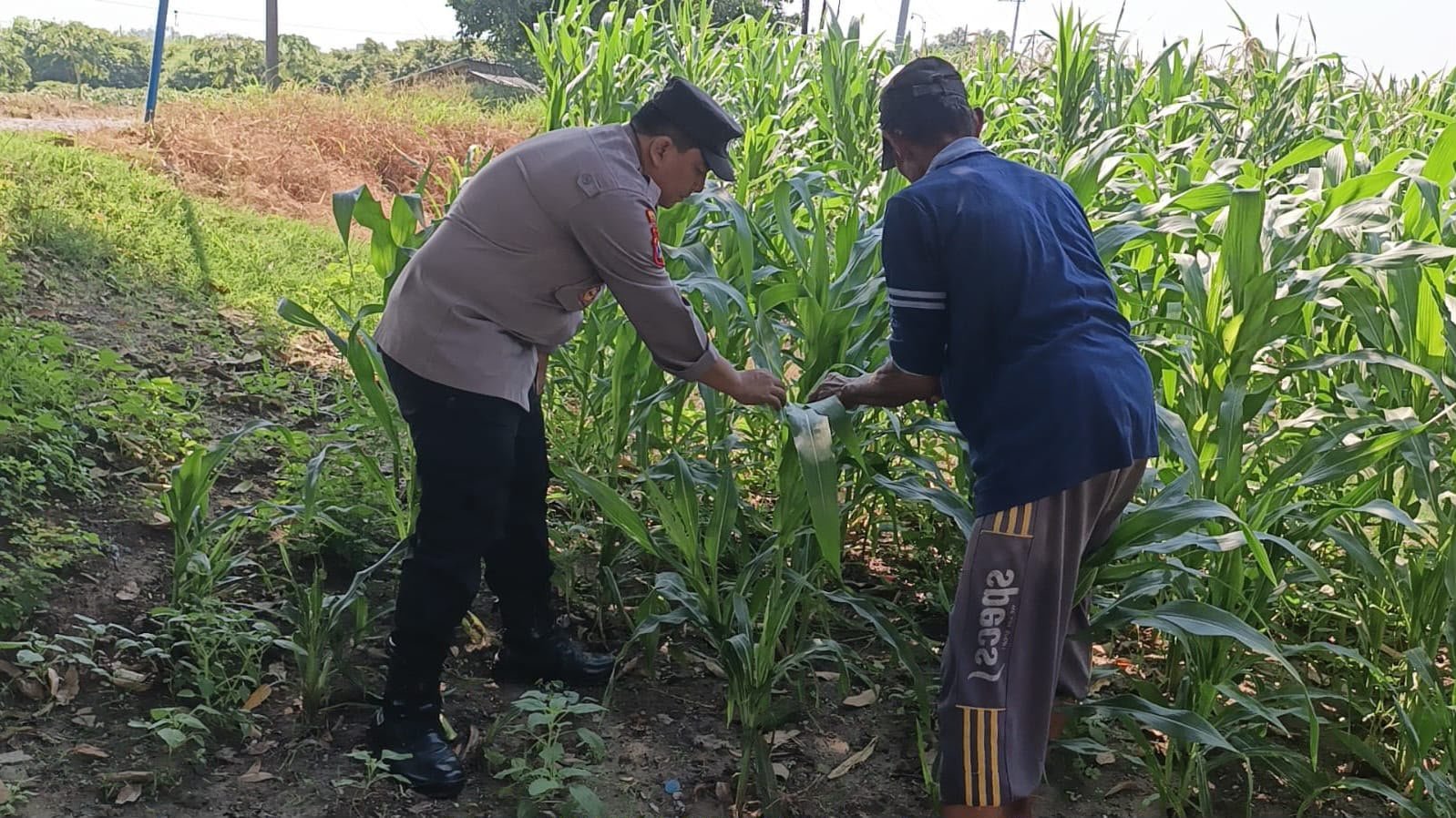 Dukung Swasembada Pangan, Polsek Wringinanom Pantau Pertumbuhan Jagung di Desa Sumengko