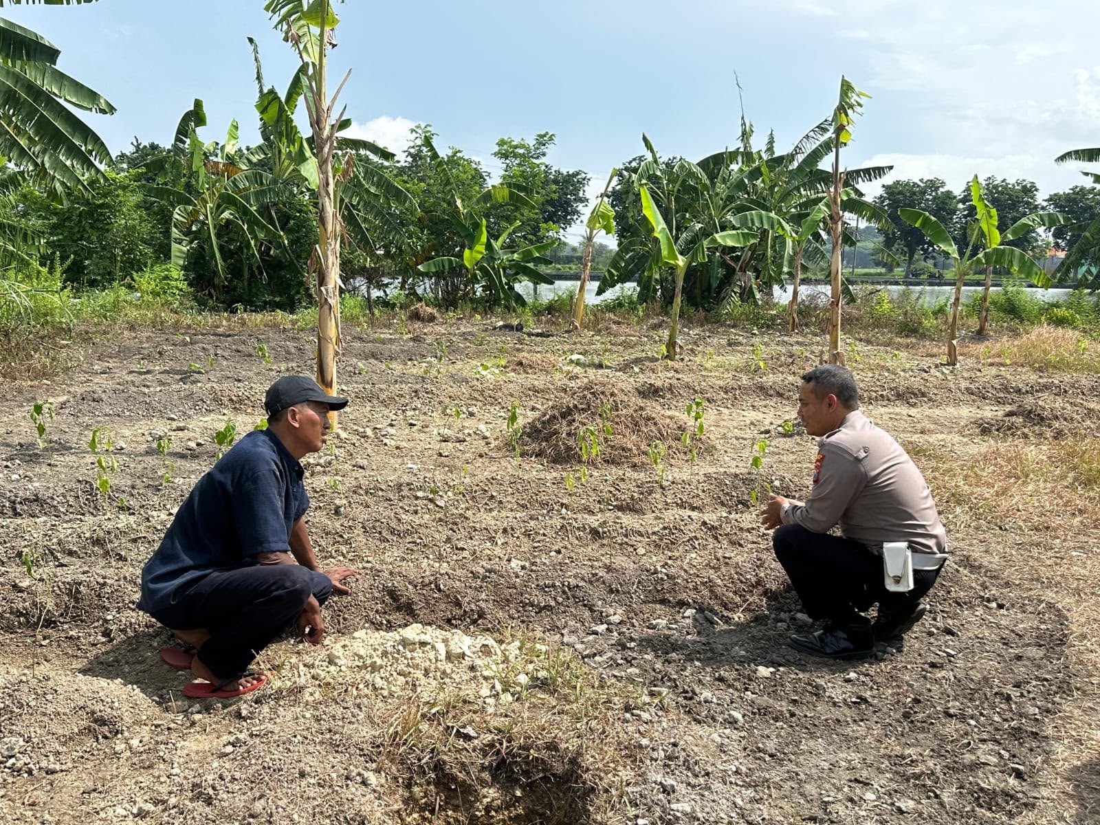 Polsek Kebomas Intensifkan Pemantauan Tanaman Jagung untuk Dukung Swasembada Pangan