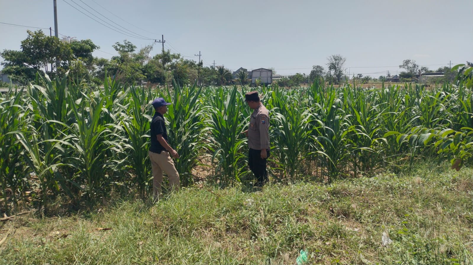 Dorong Lahan Produktif, Polsek Balongpanggang Cek Budidaya Kangkung di Kedungpring