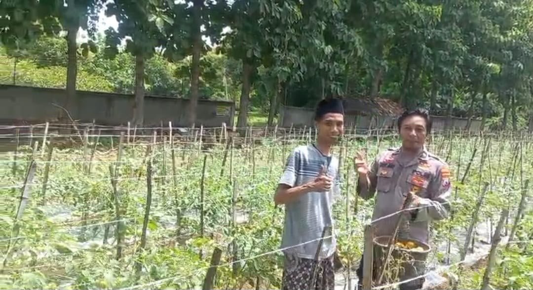 Polsek Ujungpangkah Cek Tanaman Tomat di Banyuurip, Dukung Ketahanan Pangan Masyarakat