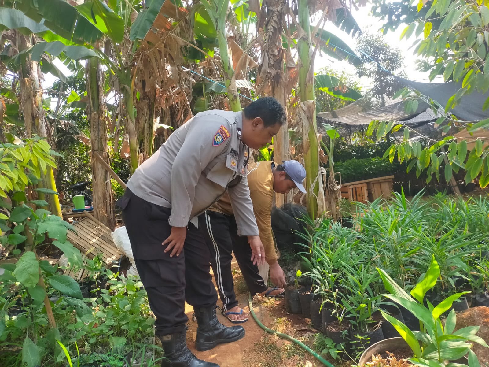 Polsek Dukun Cek Tanaman Kencur di Desa Mentaras, Dukung Program Ketahanan Pangan