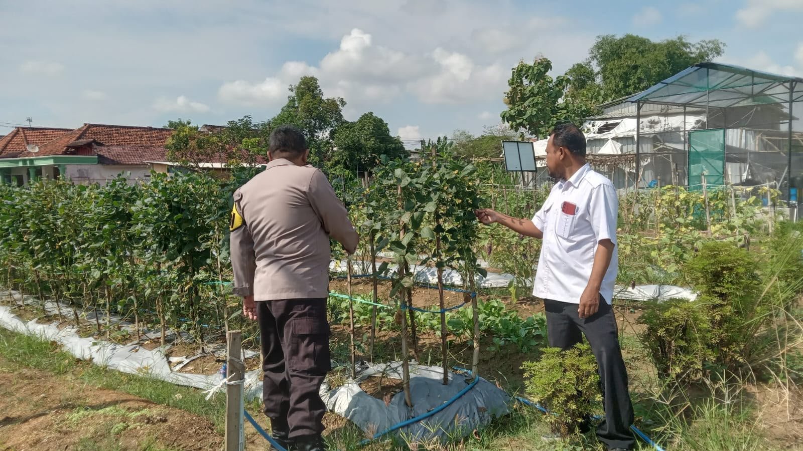 Dukung Swasembada Pangan, Polsek Cerme Pantau Tanaman Kacang Panjang di Desa Lengkong