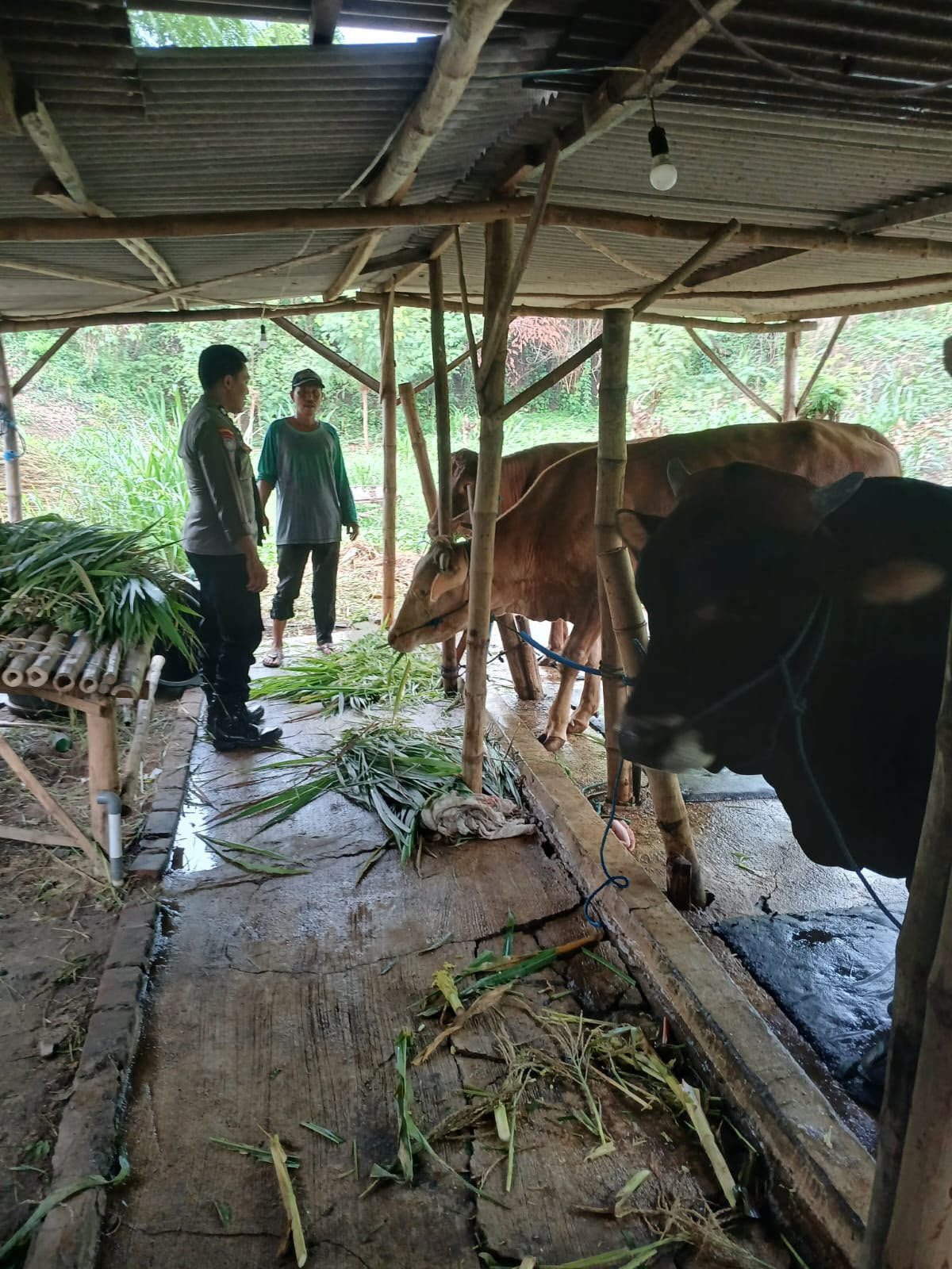Peternakan Sapi Warga Mojowuku Dipantau Polsek Kedamean untuk Swasembada Pangan